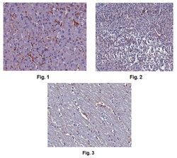 MilliporeSigma Mouse anti-Ninjurin-1/NINJ1, Clone: 12H6.1, 100&mu;g:Antibodies,