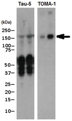 MilliporeSigma Tau, oligomeric, Mouse, Unlabeled, Clone: TOMA-1, 100&mu;g;