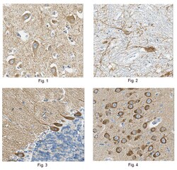 MilliporeSigma Mouse anti-pan-AMPA receptor (GluR1-4), Clone: 2D8, 100&mu;g:Antibodies,