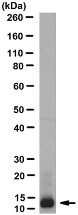 MilliporeSigma Mouse anti-Neurophysin 1, Clone: PS 38, 100 &mu;g | Buy Online | MilliporeSigma&trade; | Fisher Scientific