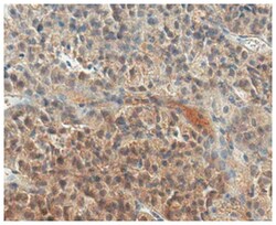 MilliporeSigma anti-Neurophysin 2/NP-AVP Clone: PS 41, 100&mu;g, Unlabeled:Antibodies,