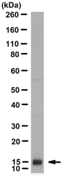 MilliporeSigma Mouse anti-Neurophysin 2/NP-AVP, Clone: PS 45, 100&mu;g:Antibodies,