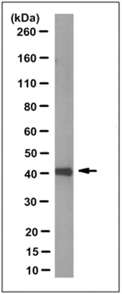 MilliporeSigma FFAR3/GPR41, Mouse, Unlabeled, Clone: 16F4.1, 100&mu;g;