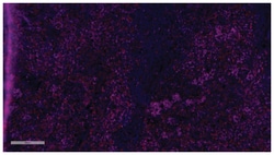 MilliporeSigma anti-Iba1/AIF1 Alexa Fluor 555, Clone: 20A12.1, 100&mu;L,