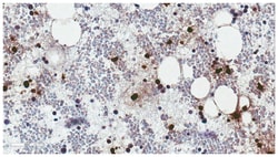 MilliporeSigma Cathelicidin/FALL-39/LL-37, Mouse, Unlabeled, Clone: 8C10.1,
