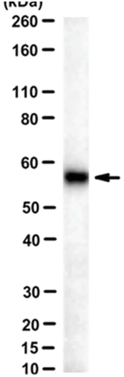 MilliporeSigma Mouse anti-3-PGDH, Clone: TK-08 13A8, 100&mu;g:Antibodies,