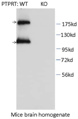 MilliporeSigma anti-PTPRT Clone: 1F7, 100&mu;g, Unlabeled:Antibodies, Monoclonal