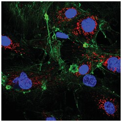 MilliporeSigma RagA/B, Mouse, Unlabeled, Clone: 1H7.1, 100&mu;L; Unlabeled:Antibodies,