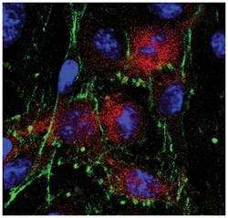MilliporeSigma Mouse anti-PAFAH 1B3, Clone: 3E4.1, 100&mu;g:Antibodies,