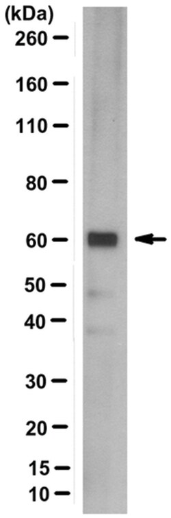 MilliporeSigma PP2C Isoform delta, Mouse, Unlabeled, Clone: 2F7.1, 100&mu;L;