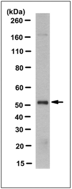 MilliporeSigma Glucokinase/GCK, Mouse, Unlabeled, Clone: 9G1.2, 100&mu;g;