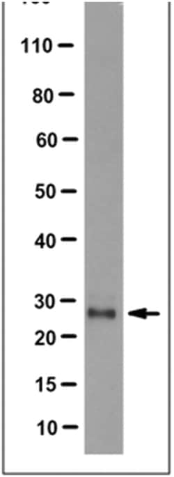 MilliporeSigma Mouse anti-M-Ras, Clone: 11F7.1, 100&mu;g:Antibodies, Monoclonal