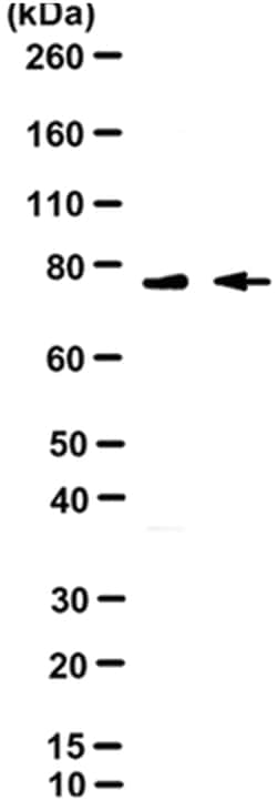 MilliporeSigma Mouse anti-Calpain I/II, large subunit, Clone: 1D10A7, 50&mu;L:Antibodies,