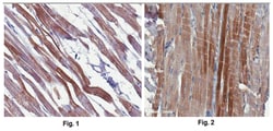 MilliporeSigma ANKRD1/CARP, Mouse, Unlabeled, Clone: 12G8.2, 100&mu;g;