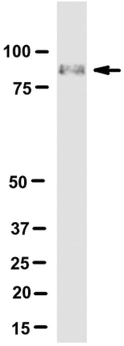MilliporeSigma HMG-CoA Reductase, Mouse, Unlabeled, Clone: IgG-A9, 100&mu;L;