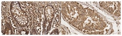 MilliporeSigma NKCC1/2, Mouse, Unlabeled, Clone: T4, 100&mu;g; Unlabeled:Antibodies,