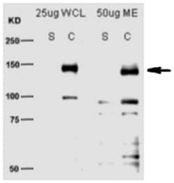 MilliporeSigma SCAP, Mouse, Unlabeled, Clone: 9D5, 100&mu;g; Unlabeled:Antibodies,