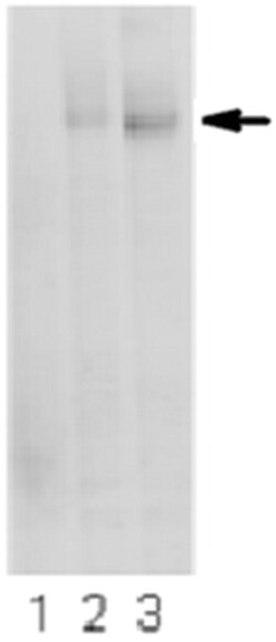 MilliporeSigma Mouse anti-Polycystin-1, Clone: E4 (5F4D2), 100&mu;g:Antibodies,