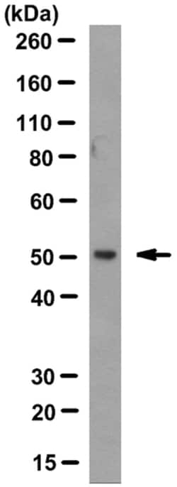 MilliporeSigma CYP51A1, Mouse, Unlabeled, Clone: N6-P2H5 G8, 200&mu;L;