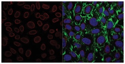 MilliporeSigma Nuclear Pore Complex Proteins, Mouse, Unlabeled, Clone:
