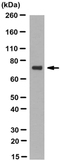 MilliporeSigma anti-TRAP-1 Clone: TR-1, 100&mu;g, Unlabeled:Antibodies,