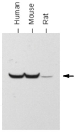 MilliporeSigma anti-ATP Synthase subunit beta Clone: 11/21-7-A8, 100&mu;g,
