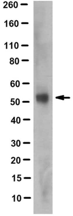 MilliporeSigma MGAT2, Mouse, Unlabeled, Clone: 4A5.2, 100&mu;g; Unlabeled:Antibodies,