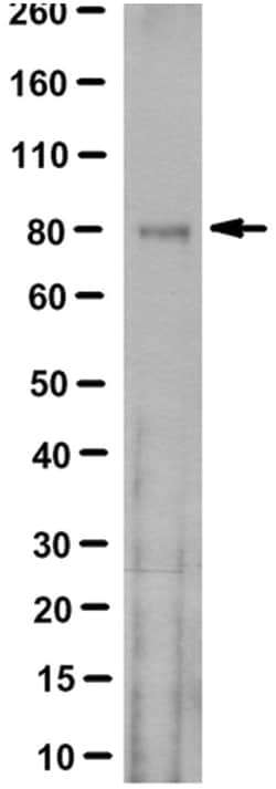 MilliporeSigma Acetyl-CoA Synthetase, Mouse, Unlabeled, Clone: 6C1.2, 100&mu;g;