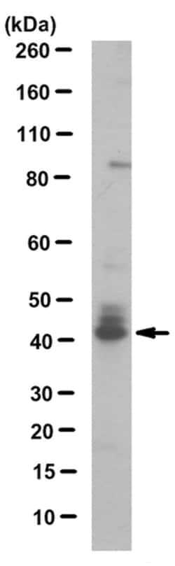 MilliporeSigma MPK-3 (DUSP6), Mouse, Unlabeled, Clone: 5H6.1, 100&mu;g;