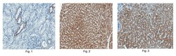 MilliporeSigma anti-Sclerostin Clone: 7B6.1, 200&mu;L, Unlabeled:Antibodies,