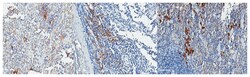 MilliporeSigma anti-Siglec-1 (CD169) Clone: 5F1.1, 100&mu;g, Unlabeled:Antibodies,