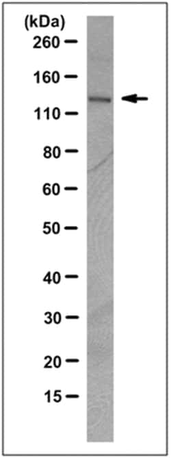 MilliporeSigma Mouse anti-Integrin alpha6, Clone: 6H7.1, 100&mu;g:Antibodies,