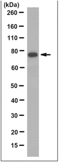 MilliporeSigma Mouse anti-CD2AP, Clone: 2A2.1, 100&mu;g:Antibodies, Monoclonal