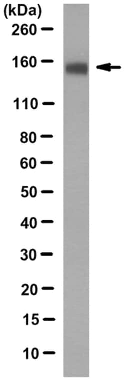 MilliporeSigma Integrin beta-1 (CD29), Mouse, Unlabeled, Clone: 13C4.1,