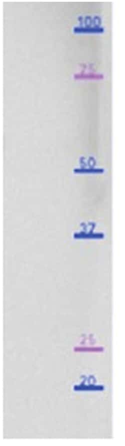 MilliporeSigma Myosin-3 (MYH3), Mouse, Unlabeled, Clone: BF-G6, 100&mu;g;