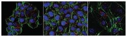 MilliporeSigma Mouse anti-beta-Actin, Clone: 4C2, 100&mu;g:Antibodies,