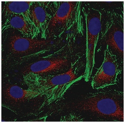MilliporeSigma anti-Actin Clone: 2G2, 100&mu;L, Unlabeled:Antibodies, Monoclonal