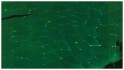 MilliporeSigma Dystrophin, Mouse, Alexa Fluor 488, Clone: 2C6 (MANDYS106)