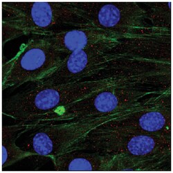 MilliporeSigma&trade;&nbsp;Myoferlin, Mouse, Unlabeled, Clone: 159,