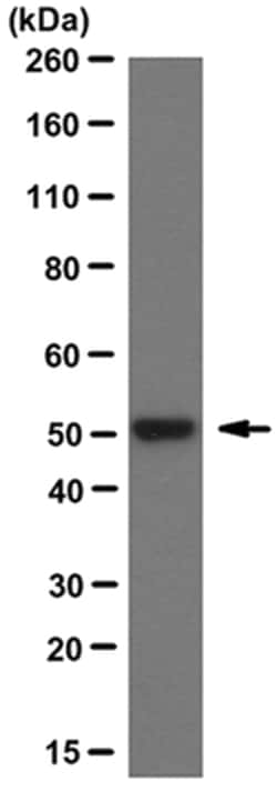 MilliporeSigma Mouse anti-acetyl-alpha tubulin, Clone: 6-11B-1, 200&mu;g:Antibodies,