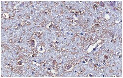MilliporeSigma Prodynorphin (Dynorphin B29), Mouse, Unlabeled, Clone: Dyn9,