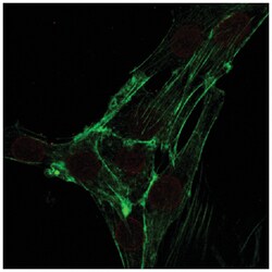 MilliporeSigma SUN1, Mouse, Unlabeled, Clone: 12.10F, 100 &mu;g | Buy Online | MilliporeSigma&trade; | Fisher Scientific