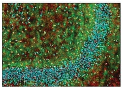 MilliporeSigma anti-Myelin Basic Protein Clone: SMI-99, 100&mu;L, Unlabeled:Antibodies,