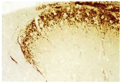 MilliporeSigma anti-Calcitonin Gene Related Peptide (CGRP), Polyclonal