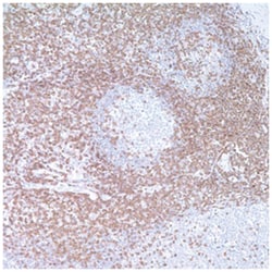 MilliporeSigma anti-CD3, Polyclonal 100&mu;L, Unlabeled:Antibodies, Polyclonal