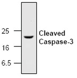 MilliporeSigma anti-Caspase-3, Cleaved, Polyclonal 50&mu;g, Unlabeled:Antibodies,