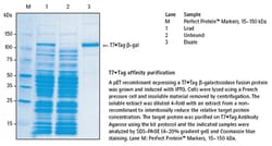 MilliporeSigma™ Novagen™ T7·Tag™ Affinity Purification Kit