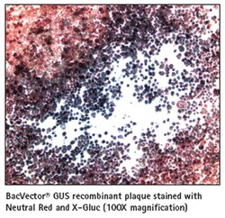 MilliporeSigma Novagen X-Gluc Solution 500 &mu;L | Buy Online | MilliporeSigma&trade; | Fisher Scientific