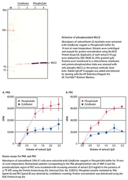 MilliporeSigma™ Novagen™ PhosphoSafe™ Extraction Reagent