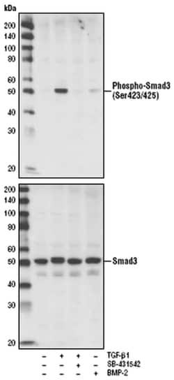 MilliporeSigma anti-PhosphoDetect Smad3 (pSer423/425) Clone: C25A9, Rabbit